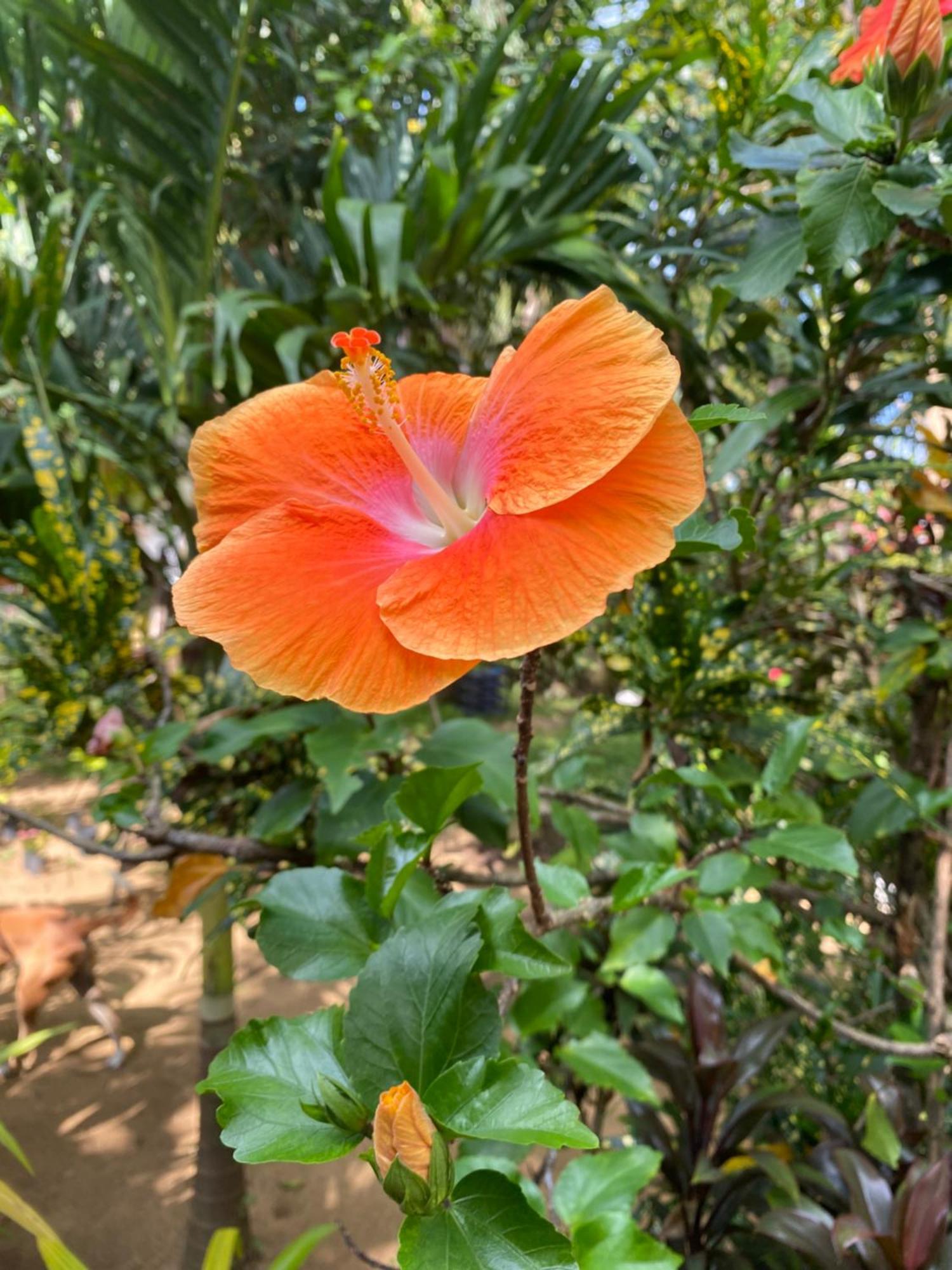 Talalla Ocean Beach Bungalow Matara Dış mekan fotoğraf